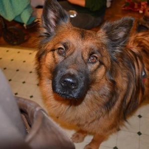 Meet your Posher, Janet